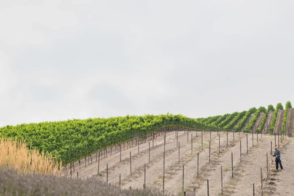 Kistler-Vineyards-(New)--another_planting_image_img_1-20924-large
